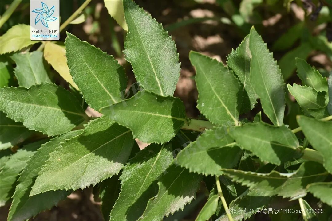 1764033575947430.png 1764033575947430.png